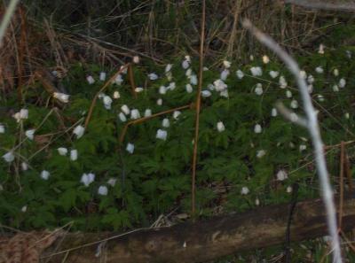 Zdjęcie chronionego gatunku rośliny.