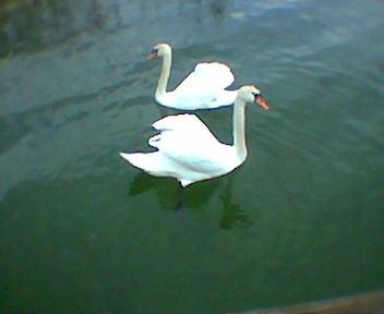 Zdjęcie pary łabędzi na tafli jeziora