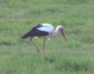 Zdjęcie bociana na łące