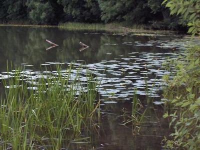 Zdjęcie tafli jeziora.